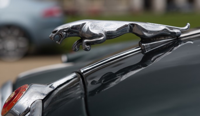     Jaguar  