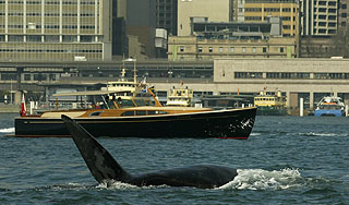 Горбатые киты ищут спасение в Нью-Йорке
