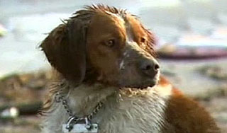 Японский пес спас друга после цунами