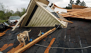 Собака три недели дрейфовала на крыше