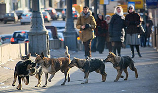 Бешеные собаки закрыли Якутск на карантин