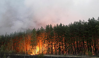 В России растет площадь лесных пожаров