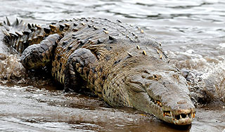 В сибирском озере поймали крокодила