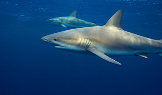 Людей в Приморье схватили две акулы