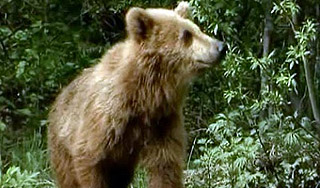 На Камчатке убили агрессивную медведицу