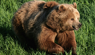 Пенсионер выжил в схватке с медведем