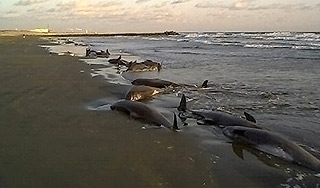 В Тихом океане массово гибнут киты