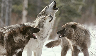 На Урале волки терроризируют село