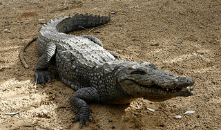 Крокодил прыгнул на любопытных туристов