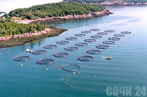  Культивирование моллюсков в Восточной Канаде. Фото: www.greenfacts.org